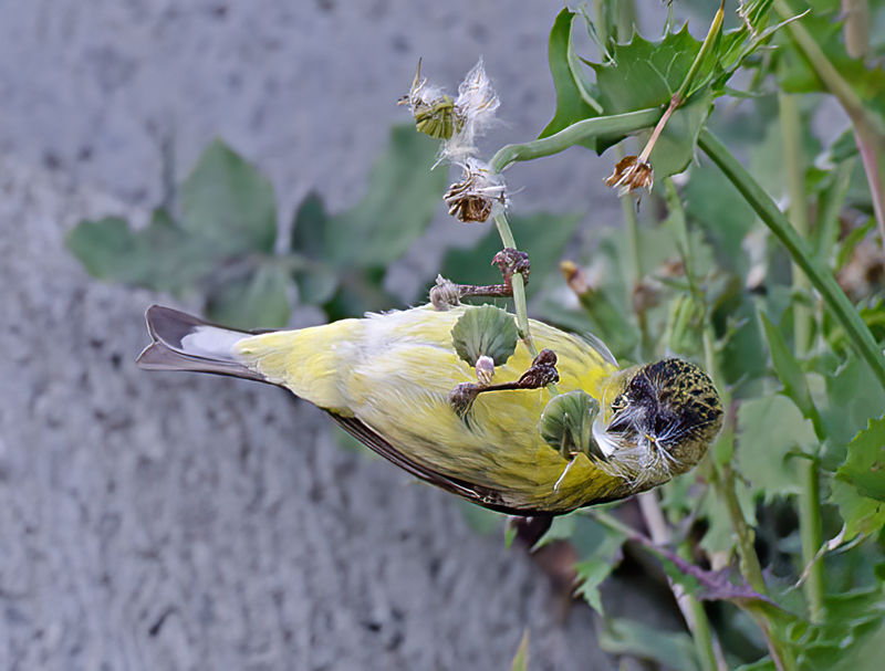 Lesser_Goldfinch_14_CA_030