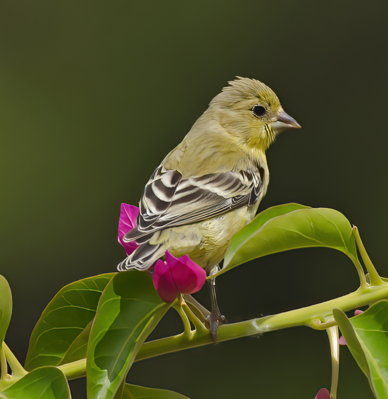 Lesser_Goldfinch_14_CA_043