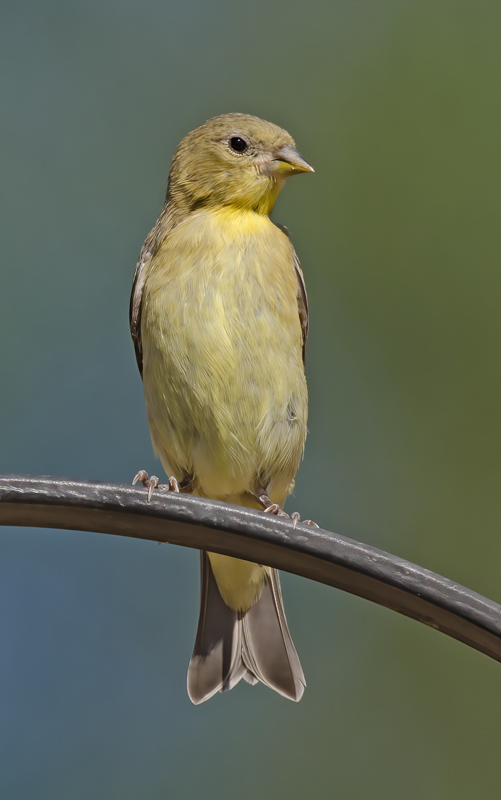 Lesser_Goldfinch_14_CA_054