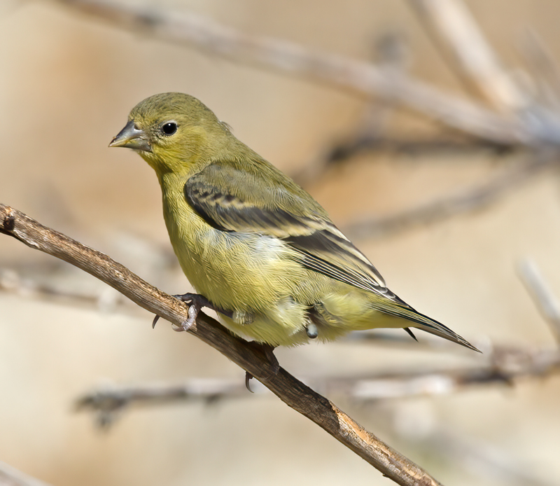 Lesser_Goldfinch_14_CA_057