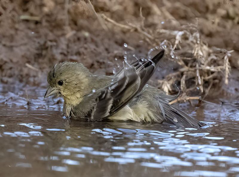 Lesser_Goldfinch_22_TX_006