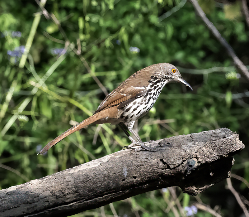 Long-billed_hTrasher_24_TX_C_504