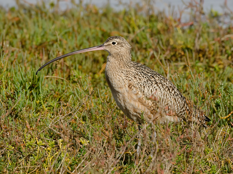 Long_billed_Curlew_10_FL_006