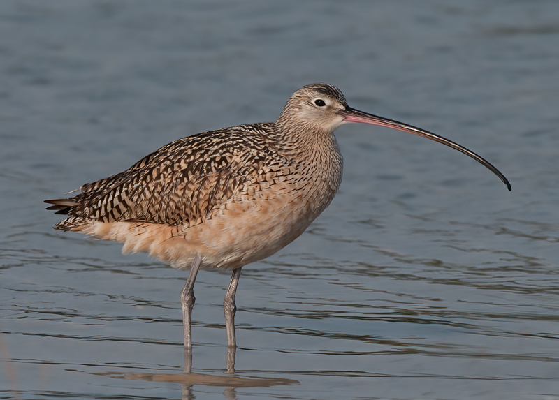 Long_billed_Curlew_10_FL_018