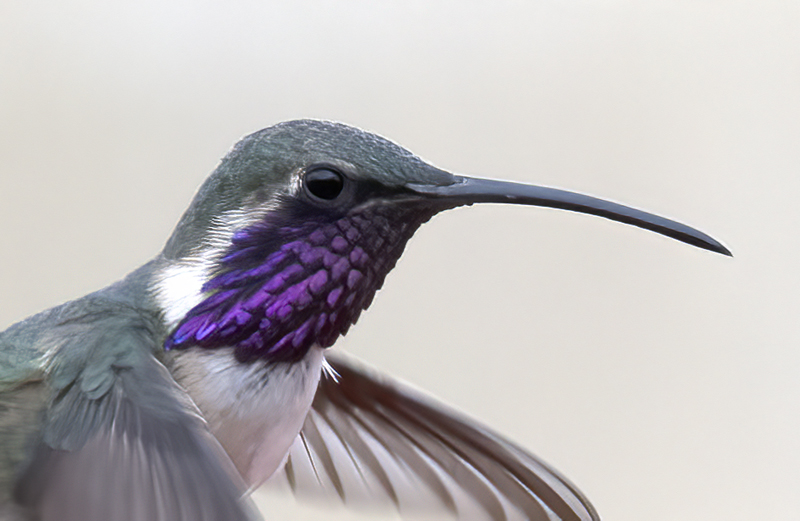 Lucifer_Hummingbird_18_AZ_004