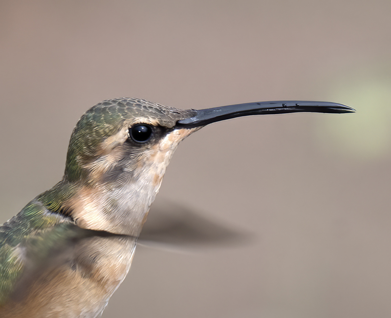 Lucifer_Hummingbird_18_AZ_070