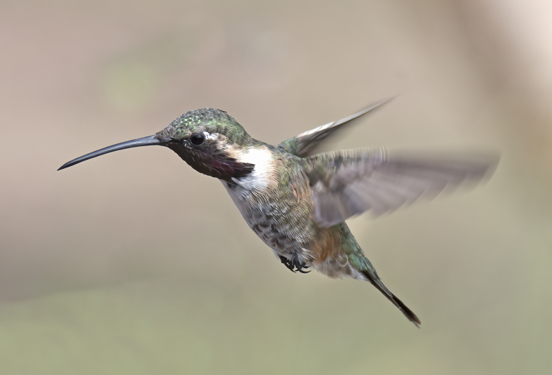 Lucifer_Hummingbird_18_AZ_082