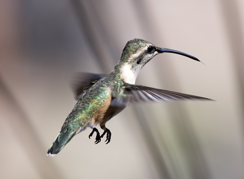 Lucifer_Hummingbird_18_AZ_145