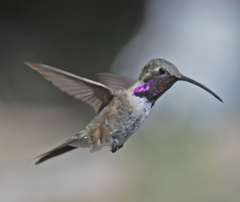 Lucifer_Hummingbird_18_AZ_158