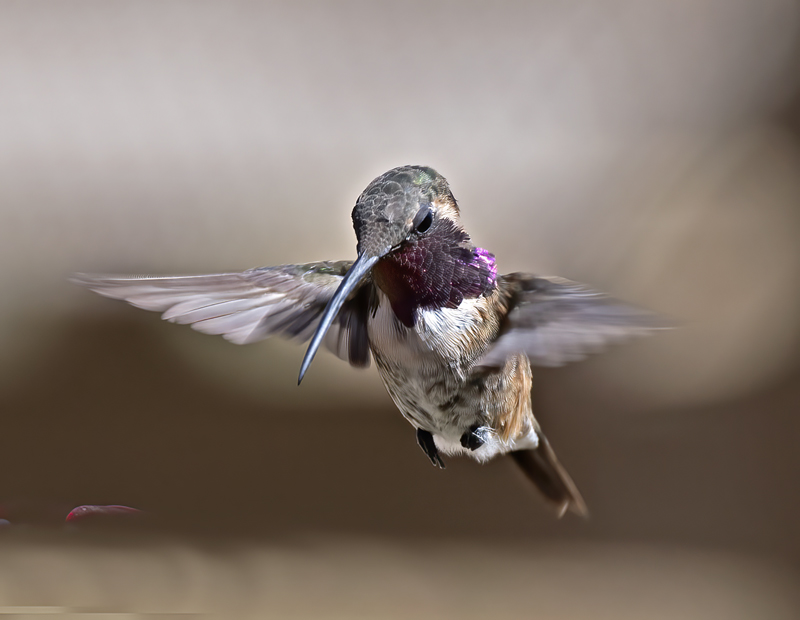 Lucifer_Hummingbird_18_AZ_191