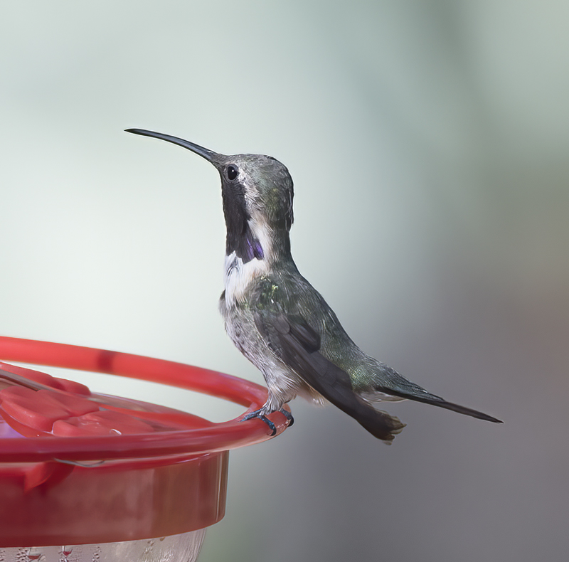 Lucifer_Hummingbird_18_AZ_218