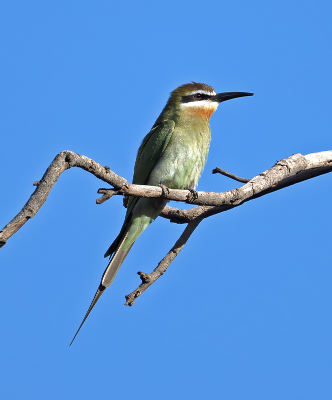 Madagascar_Bee-eater_24_Madagascar_003