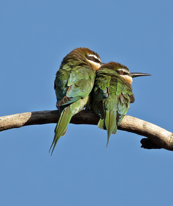 Madagascar_Bee-eater_24_Madagascar_006