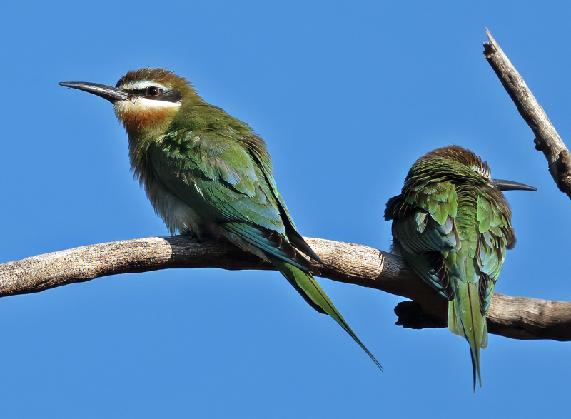 Madagascar_Bee-eater_24_Madagascar_008