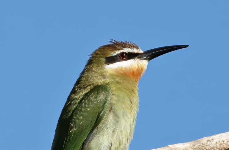 Madagascar_Bee-eater_24_Madagascar_016