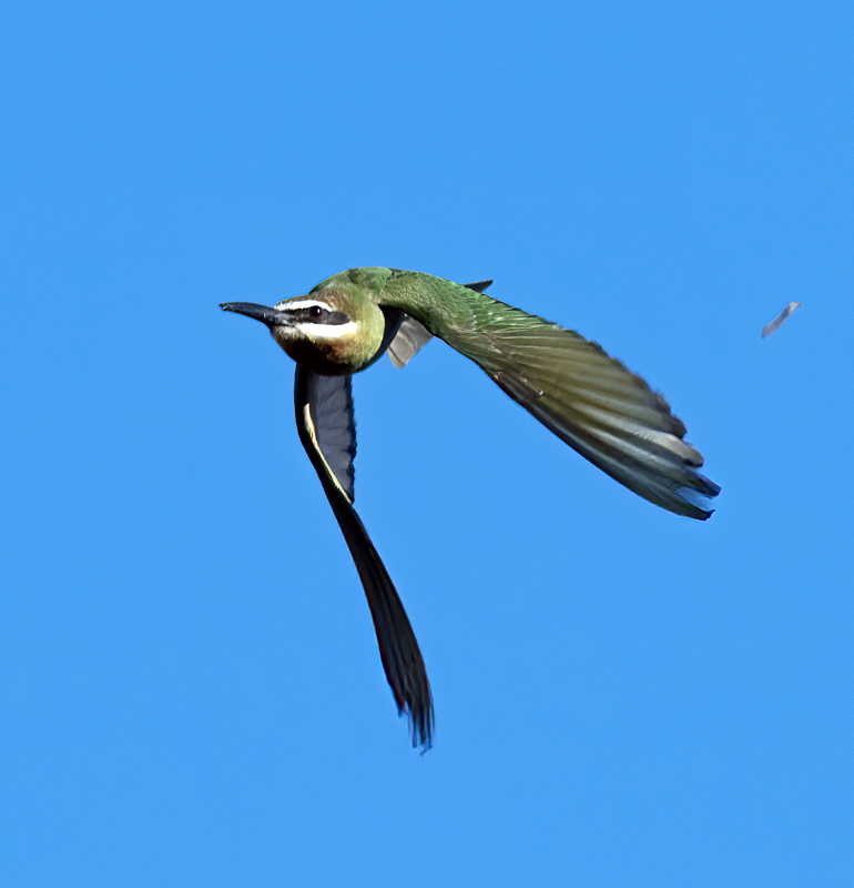 Madagascar_Bee-eater_24_Madagascar_051