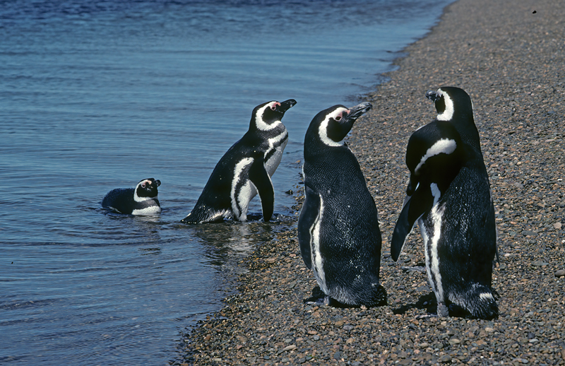 Magellanic_Penquin_91_Argentina_024