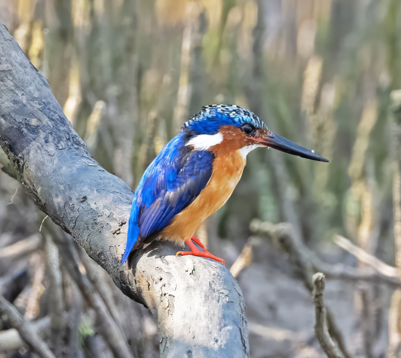 Malagasy_Kingfisher_24_Madagascar_001a