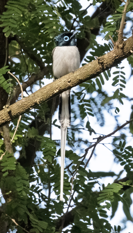 Malagasy_Paradise_Flycatcher_24_Madagascar_003