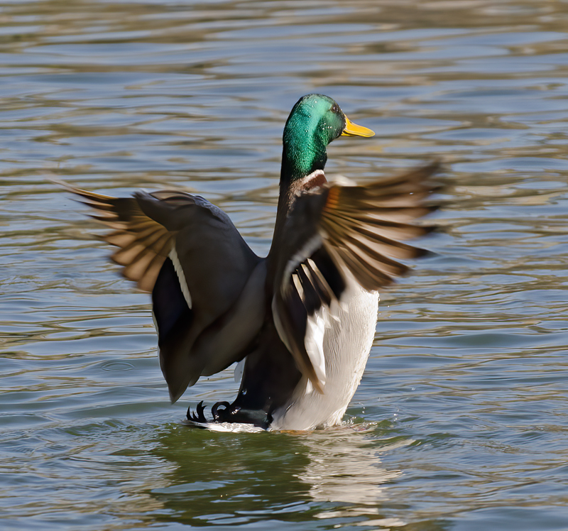 Mallard_10_FL_002