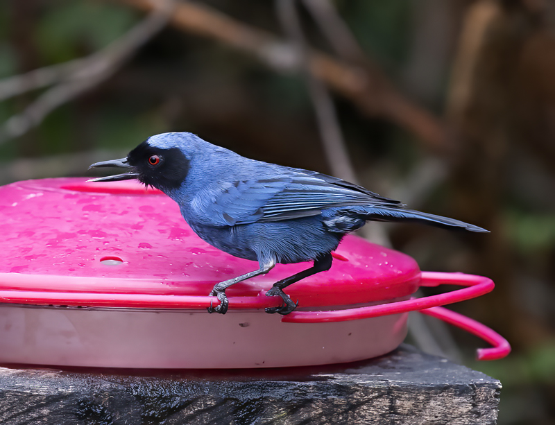 Masked_Flowerpiercer_18_Ecuador_005