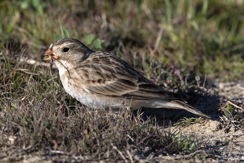 McCowns_Longspur_21_CA_010
