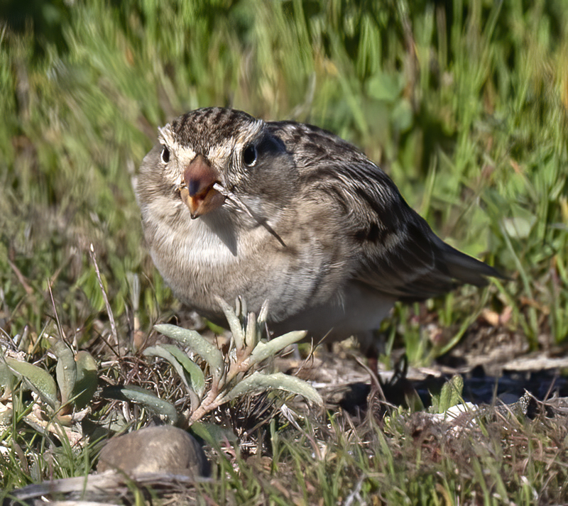 McCowns_Longspur_21_CA_024