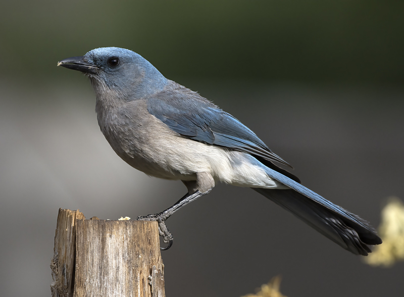 Mexican_Jay_15_AZ_006