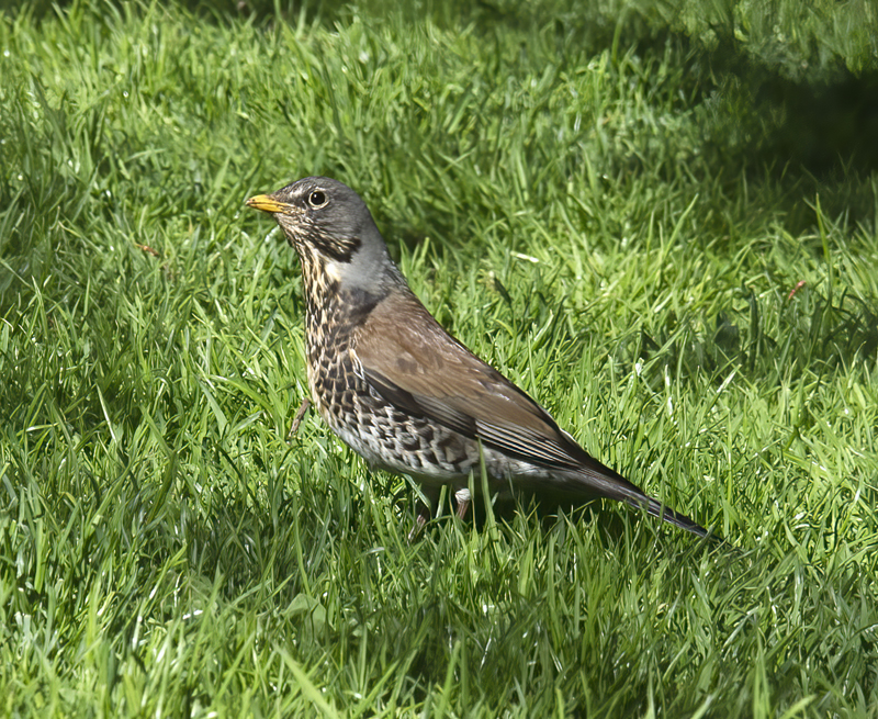 Mistle_Thrush_Finland_2017_002