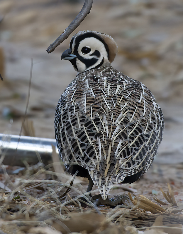 Montezuma_Quail_15_AZ_010