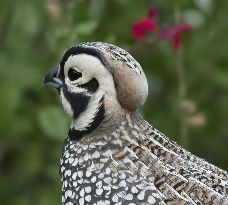 Montezuma_Quail_15_AZ_057