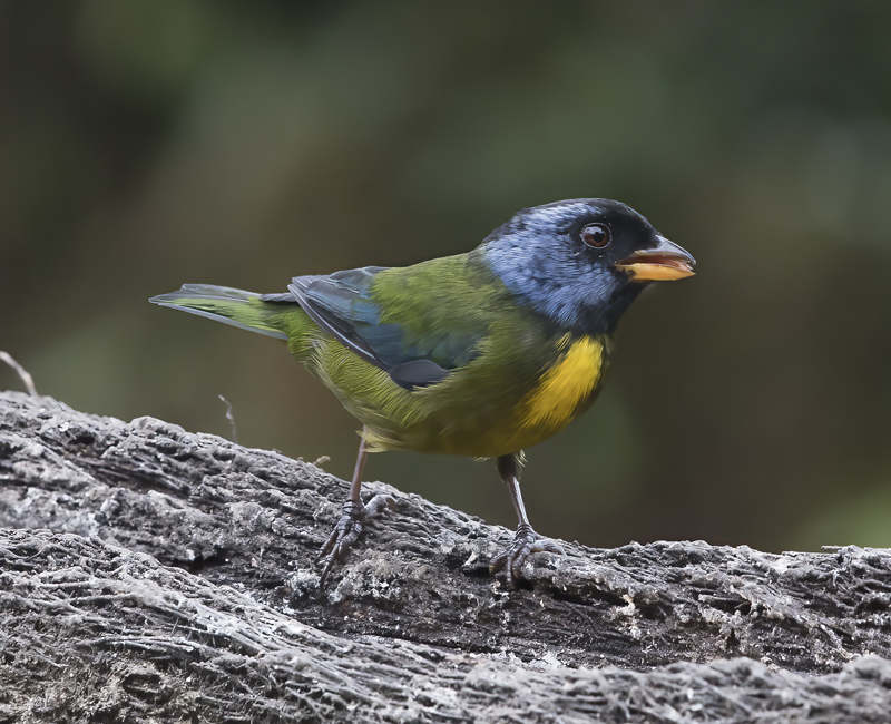 Moss-backed_Tanager_18_Ecuador_008