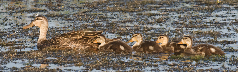 Mottled_Duck_09_FL_013