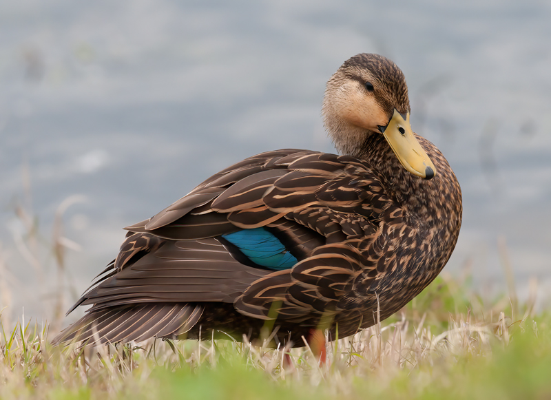 Mottled_Duck_10_FL_011