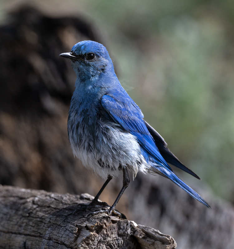Mountain_Bluebird_23_OR_C_005