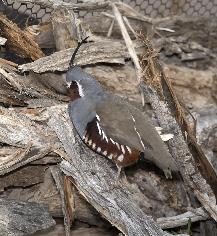 Mountain_Quail_16_CA_230
