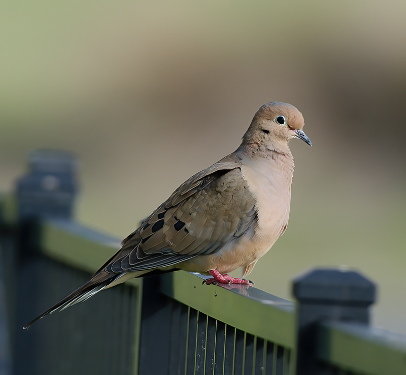 Mourning_Dove_12_FL_006