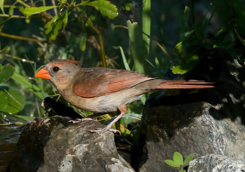 Northern_Cardinal_09_FL_006