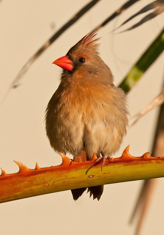 Northern_Cardinal_11_FL_061