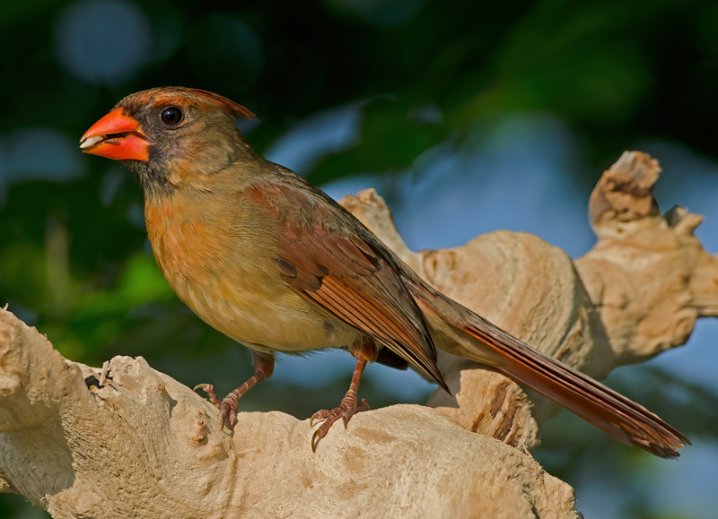 Northern_Cardinal_11_FL_091
