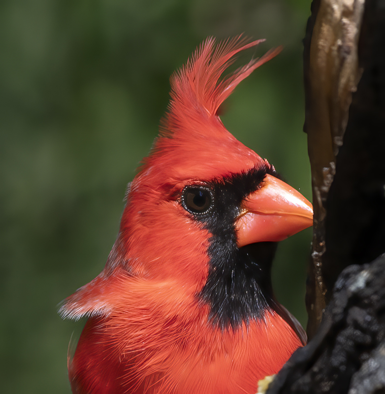 Northern_Cardinal_19_TX_029
