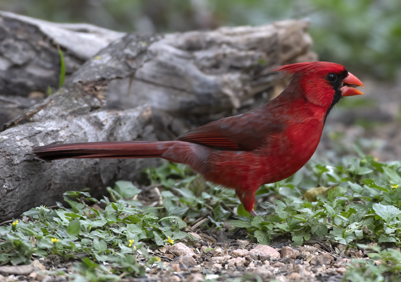 Northern_Cardinal_19_TX_038