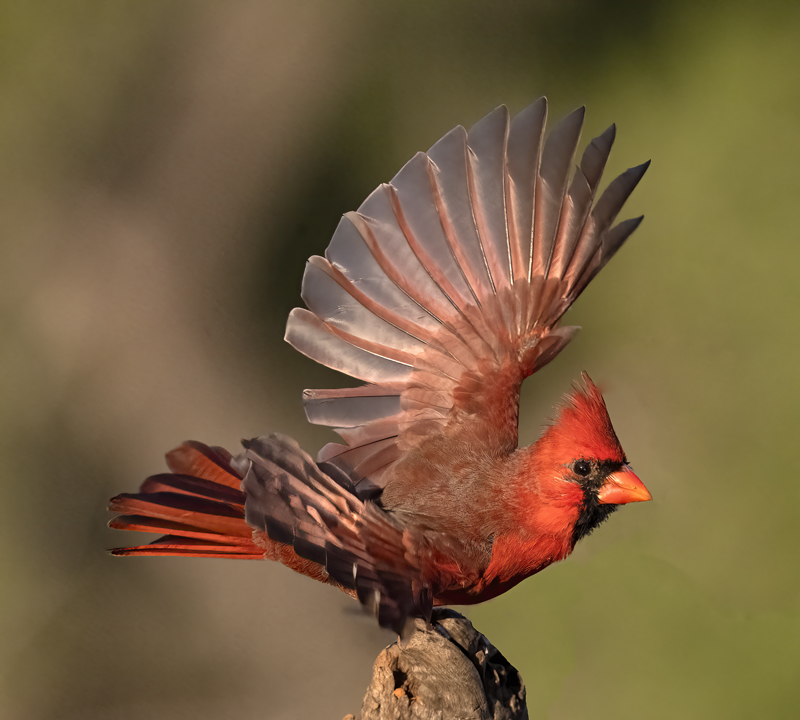 Northern_Cardinal_22_TX_002