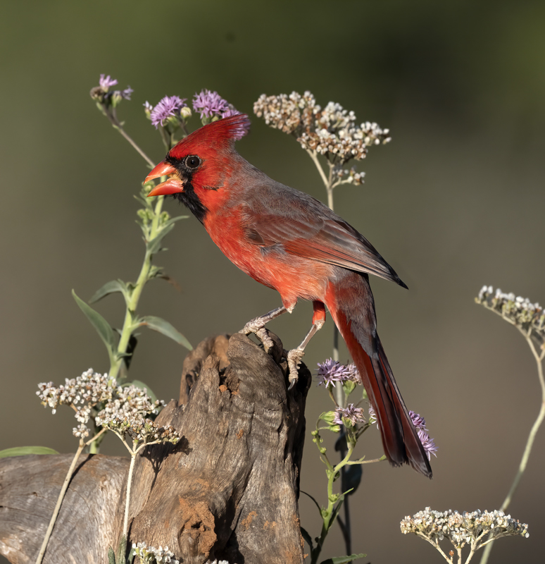 Northern_Cardinal_22_TX_021