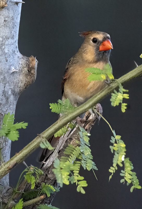 Northern_Cardinal_22_TX_032