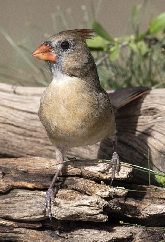 Northern_Cardinal_22_TX_502