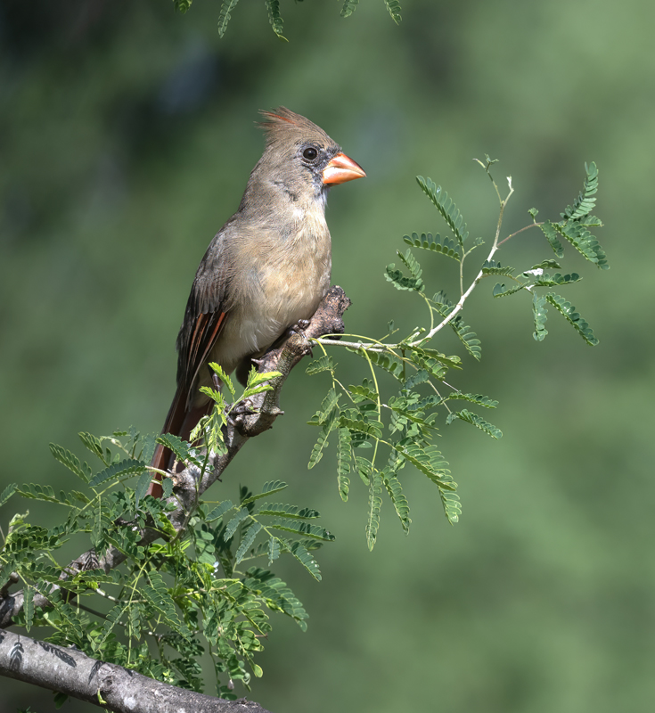 Northern_Cardinal_24_TX_L_019