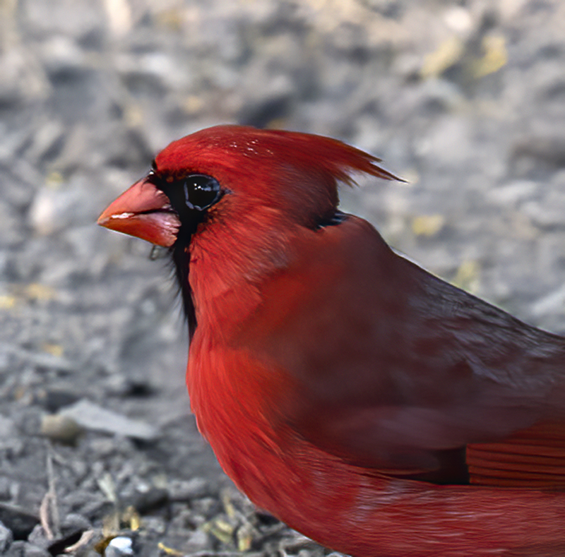 Northern_Cardinal_TX_18_014