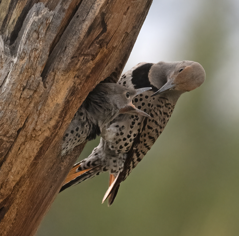 Northern_Flicker_23_Canada_L_624