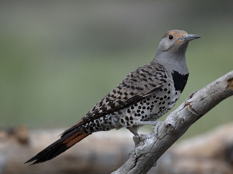Northern_Flicker_23_OR_C_019
